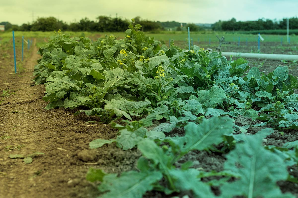 Neue Genomische Techniken (NGT) können helfen, Nutzpflanzen schneller an den Klimawandel anzupassen und die Landwirtschaft nachhaltiger zu gestalten. Doch welche Auswirkungen können solche Pflanzen auf die biologische Vielfalt haben? Prof. Dr. Detlef Bartsch von der Freien Universität Berlin ordnet Chancen und Risiken ein. Sein Forschungsüberblick zeigt, was wir aus jahrzehntelangen Erfahrungen mit gentechnisch veränderten Pflanzen lernen können, und was das für den Einsatz neuer Züchtungsverfahren bedeutet.